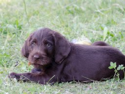 Štěňata 16.6.2025