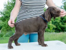 Štěňata 16.6.2025