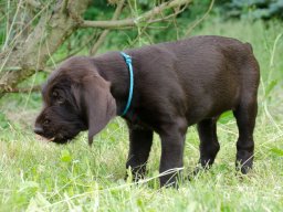 Štěňata 16.6.2025