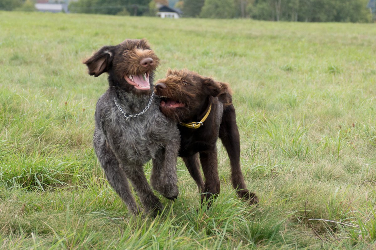 Návštěva Arta a Atose