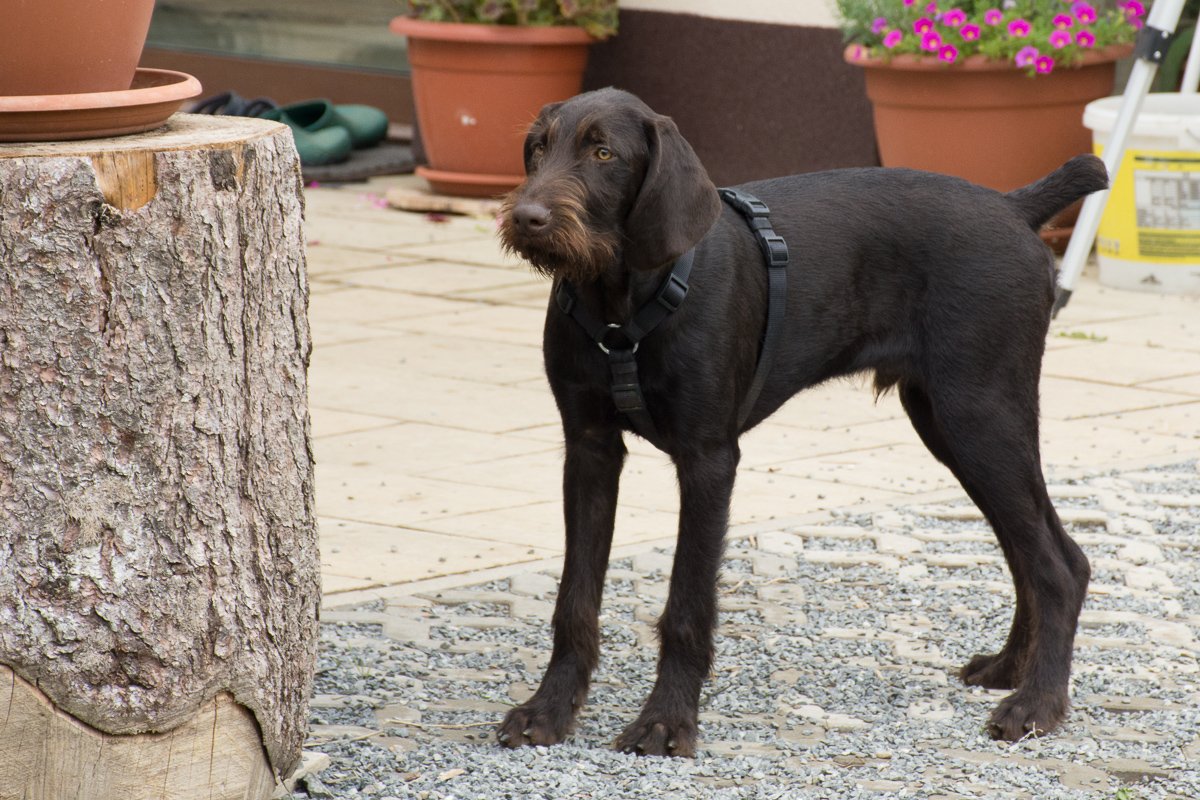 Návštěva Arta a Atose