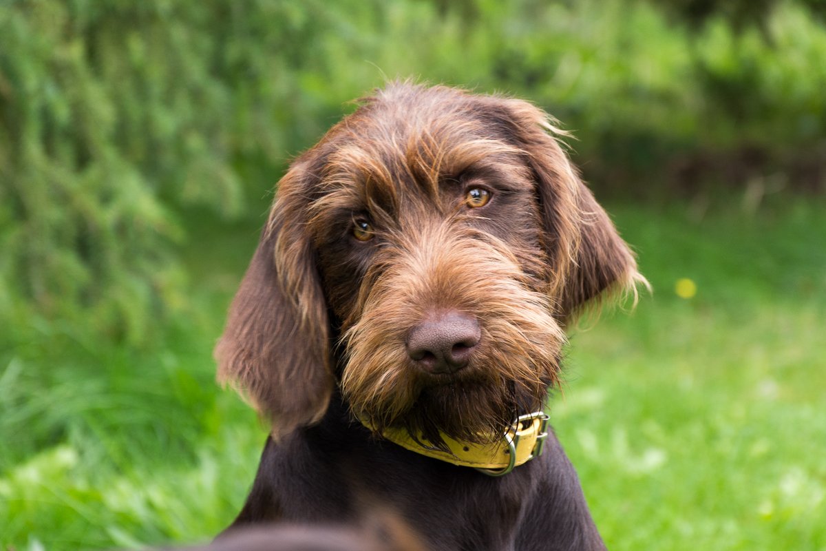 Návštěva Arta a Atose